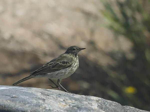 Luotokirvinen, Rock Pipit, Anthus petrosus
